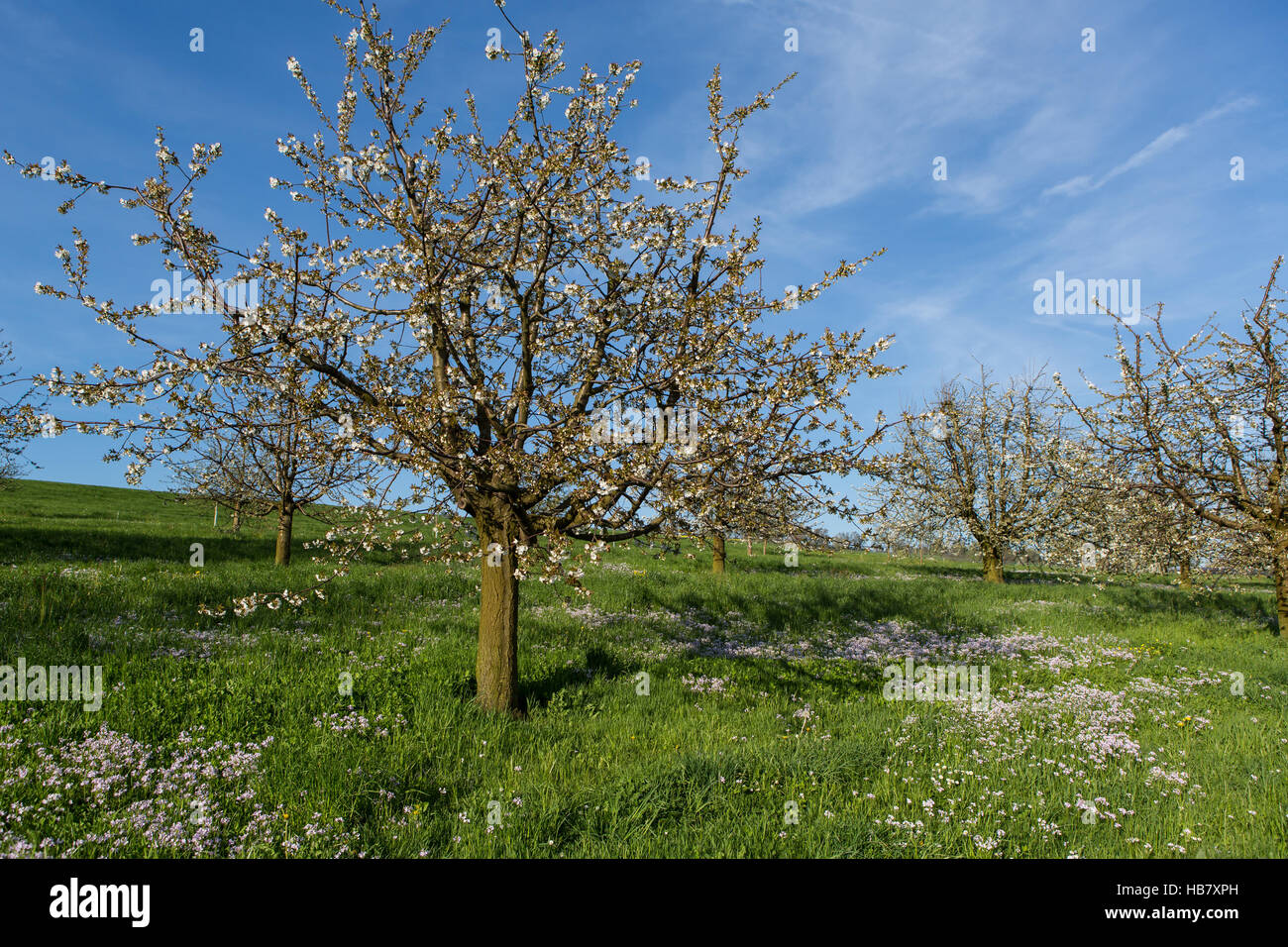 La fioritura dei ciliegi Foto Stock