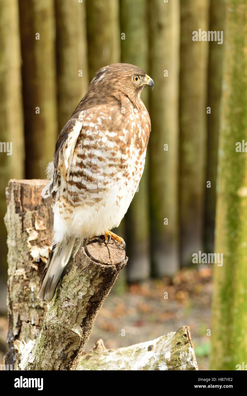 Bella americana Red tailed hawk in appoggio su di un ramo. Foto Stock