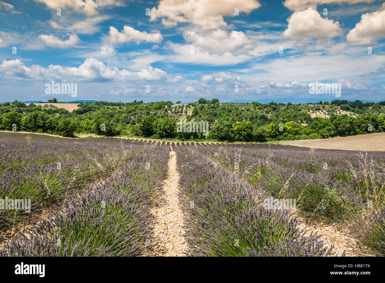 Lavanda fiori profumati di fioritura e campi in infinite righe. Altopiano di Valensole, Provenza, in Francia, in Europa. Foto Stock
