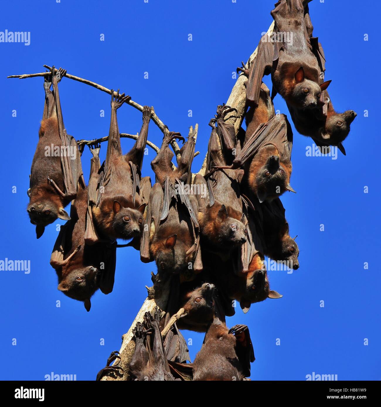 Volpi volanti appesi ad un ramo di un albero Foto Stock