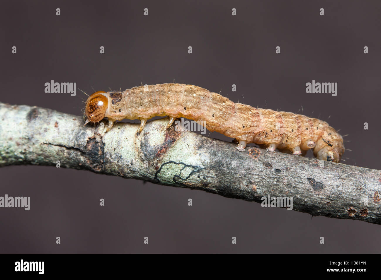 Un Owlet Tarma (Noctuidae) caterpillar (larva). Foto Stock