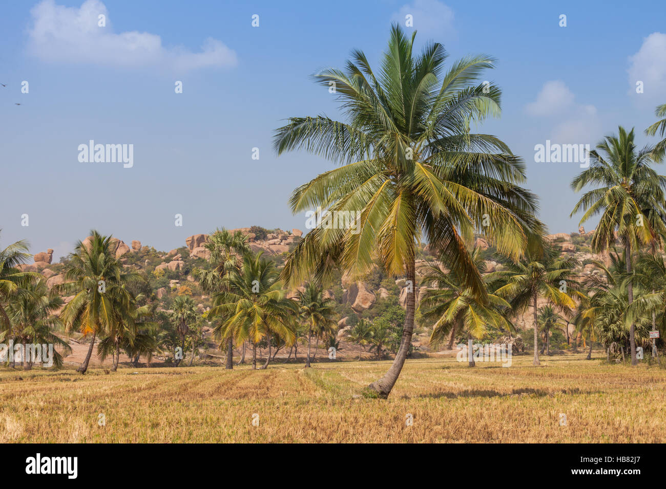 Campo con palme, nei pressi di hampi, Karnataka, India Foto Stock