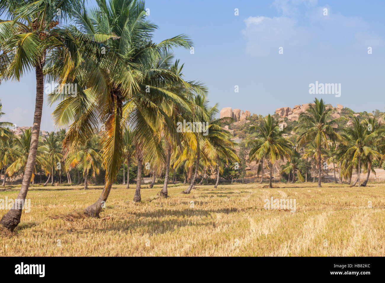 Campo con palme, nei pressi di Hampi, Karnataka, India Foto Stock