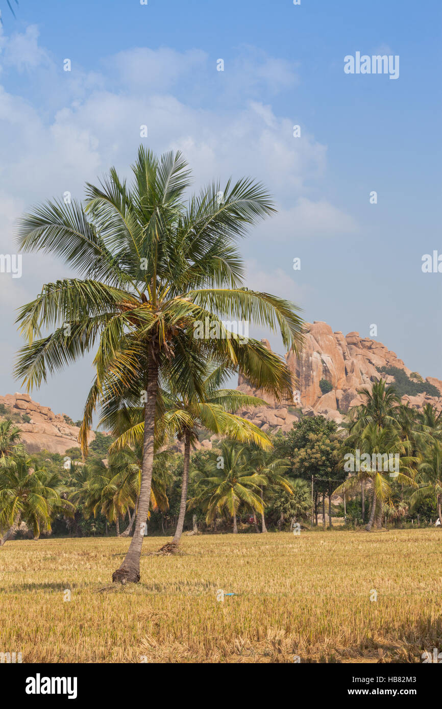 Campo con palme, nei pressi di hampi, Karnataka, India Foto Stock