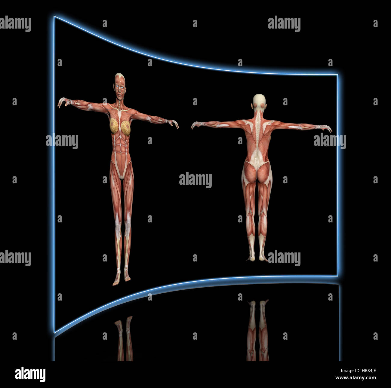Anatomia umana - muscoli femmina Foto Stock