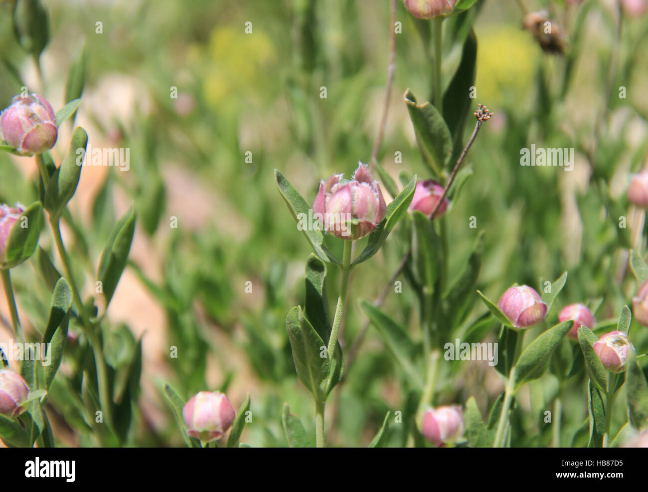 Monardella odoratissima in bud. Albion bacino, Alta Utah, Stati Uniti d'America Foto Stock