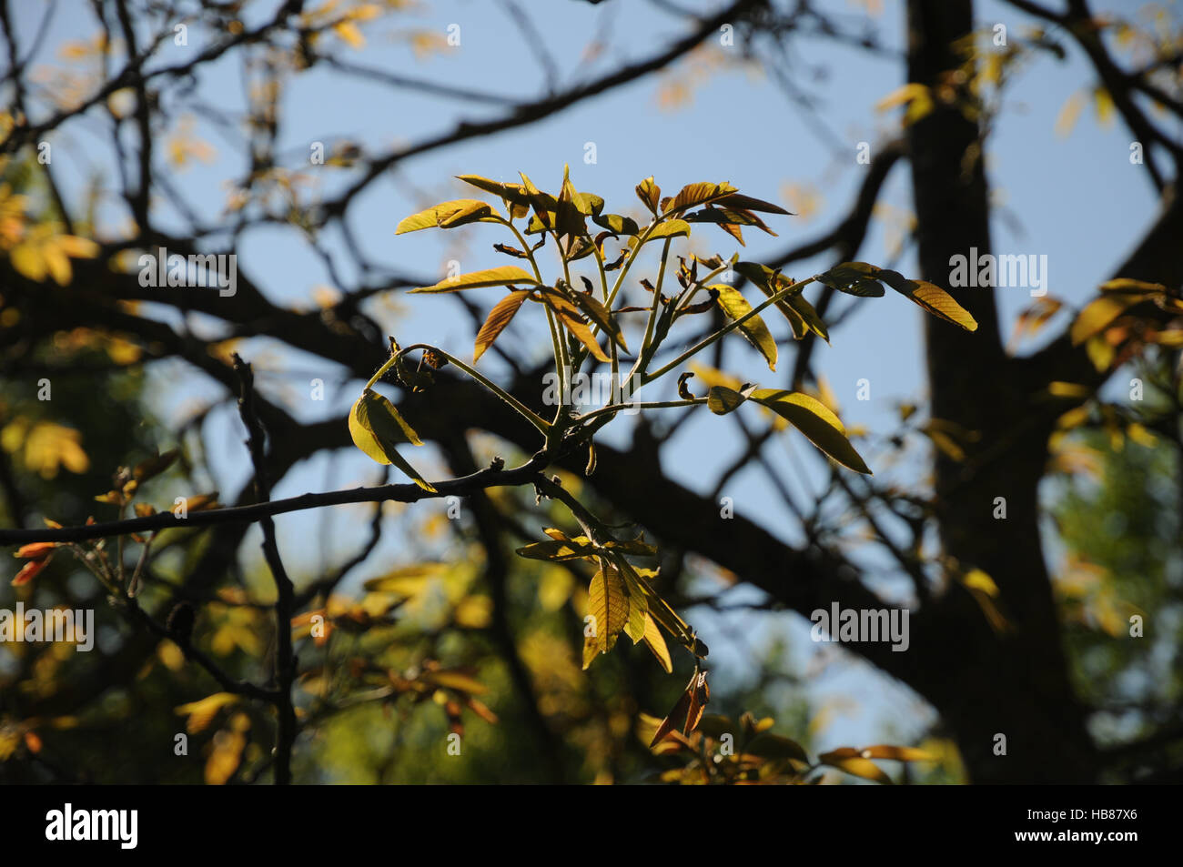 Juglans regia, Noce, giovani germogli, fiori Foto Stock