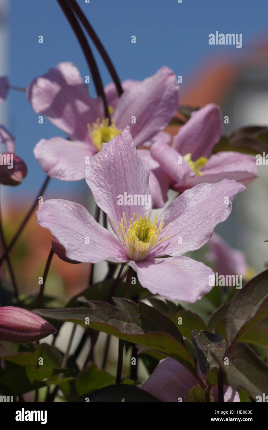 La clematide montana Rubens, Anemone clematis Foto Stock