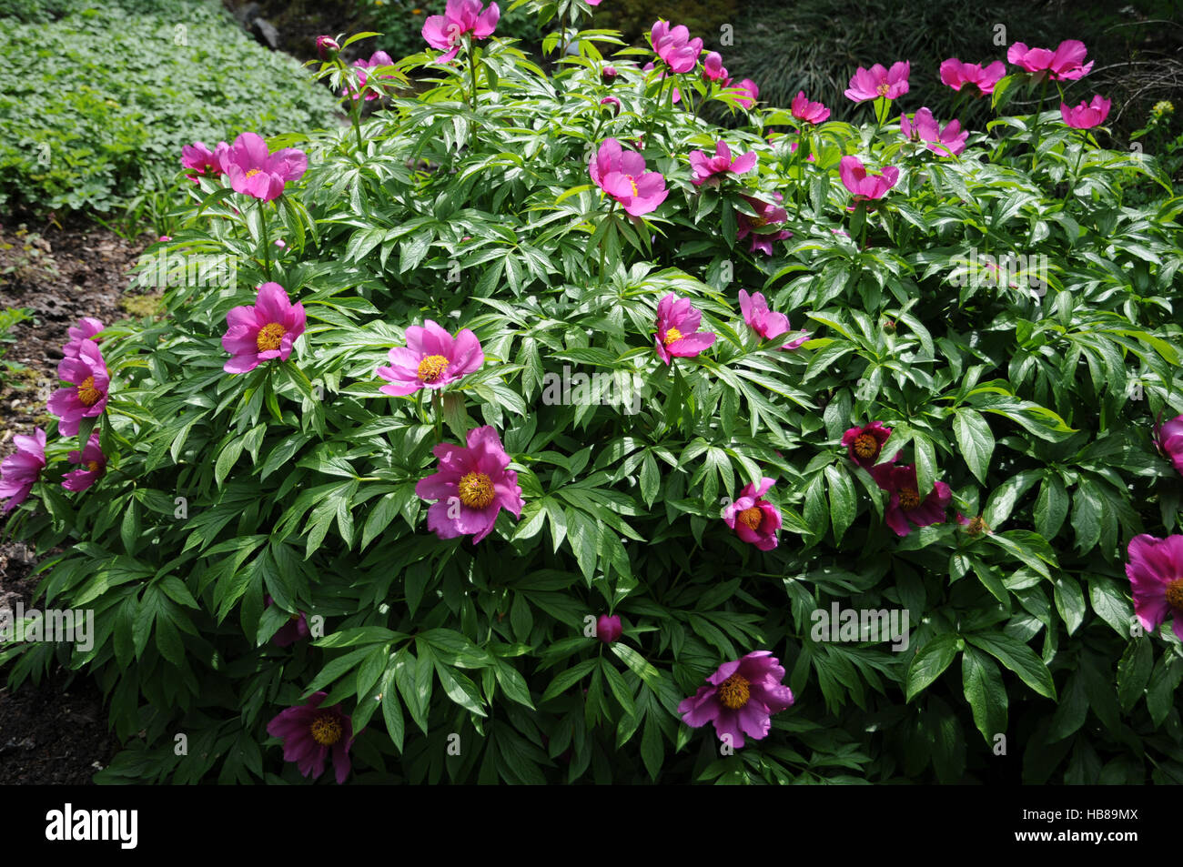Paeonia mairei, Bosco peonia Foto Stock