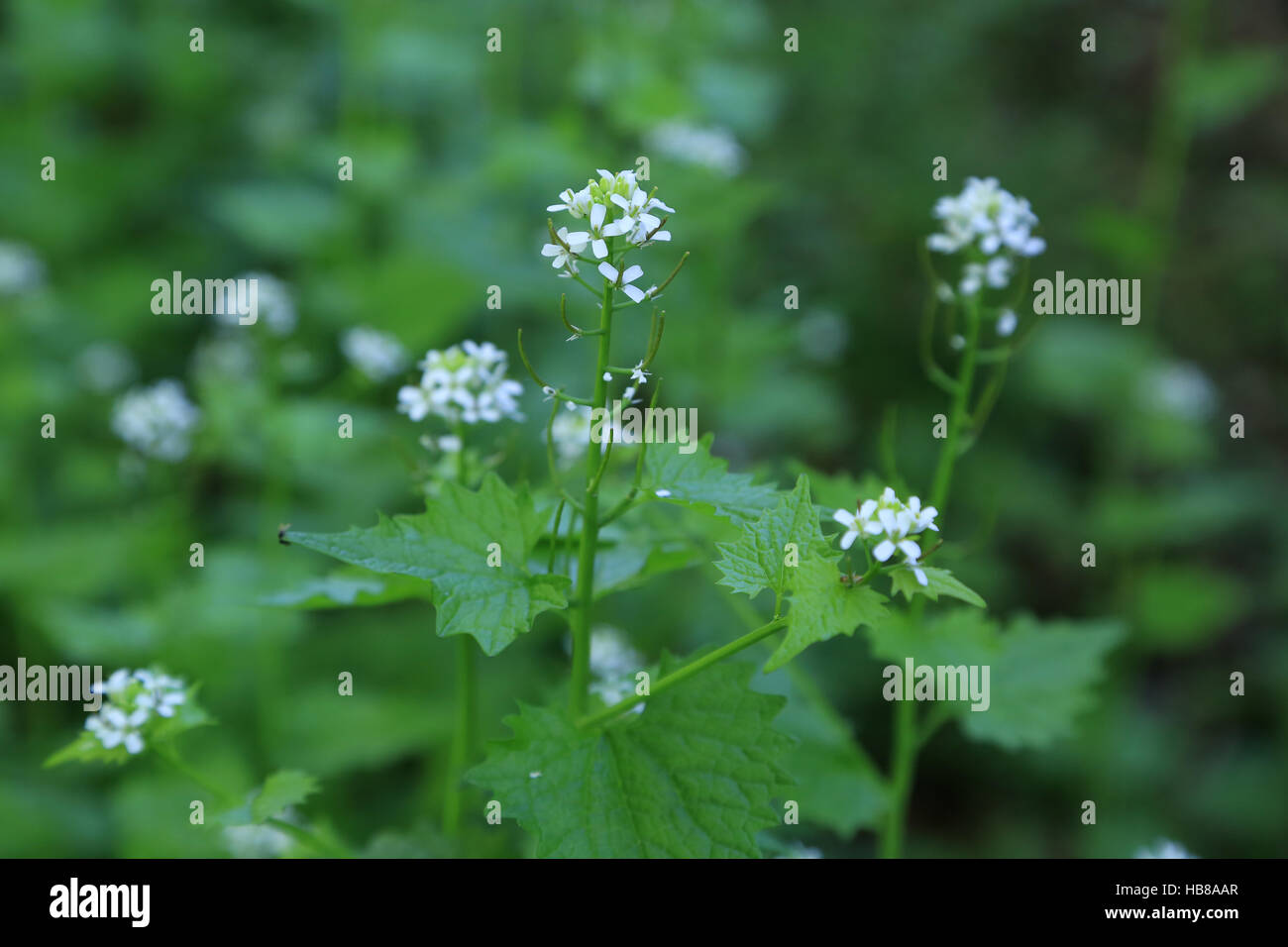 Hedge aglio, Alliaria petiolata Foto Stock