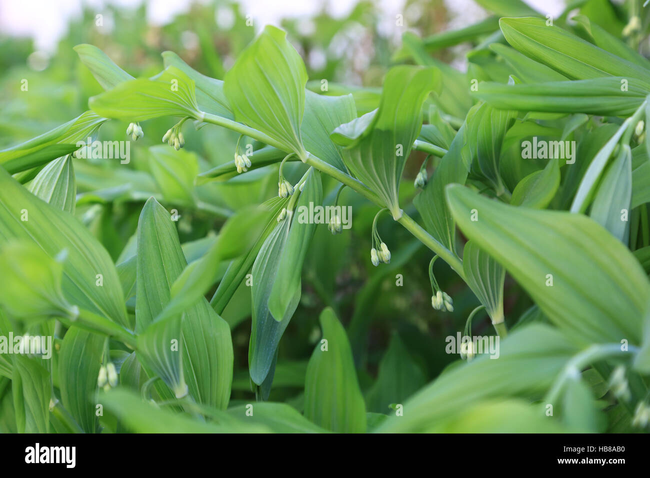 Salomon del sigillo, Polygonatum multiflorum Foto Stock