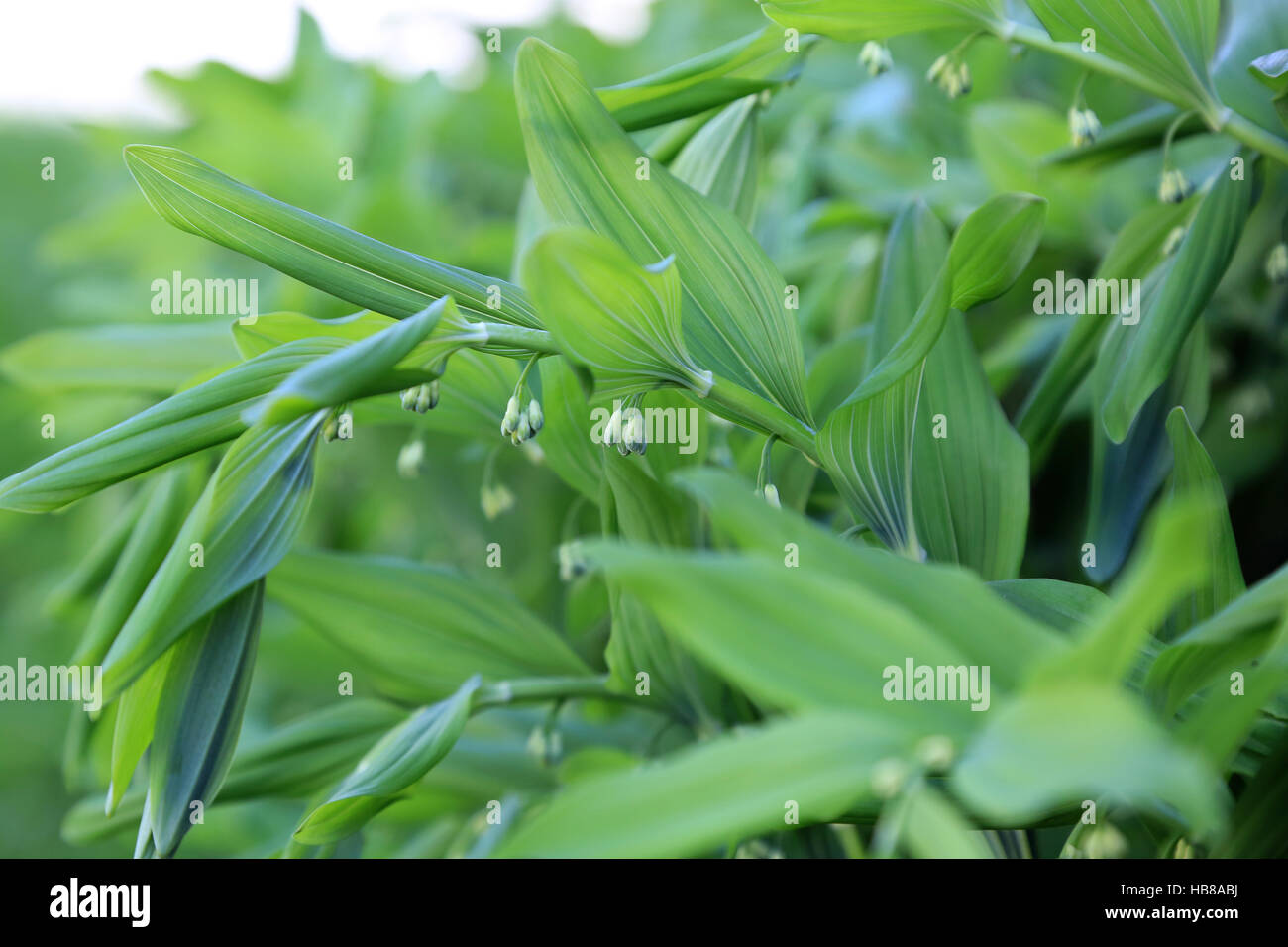 Salomon del sigillo, Polygonatum multiflorum Foto Stock