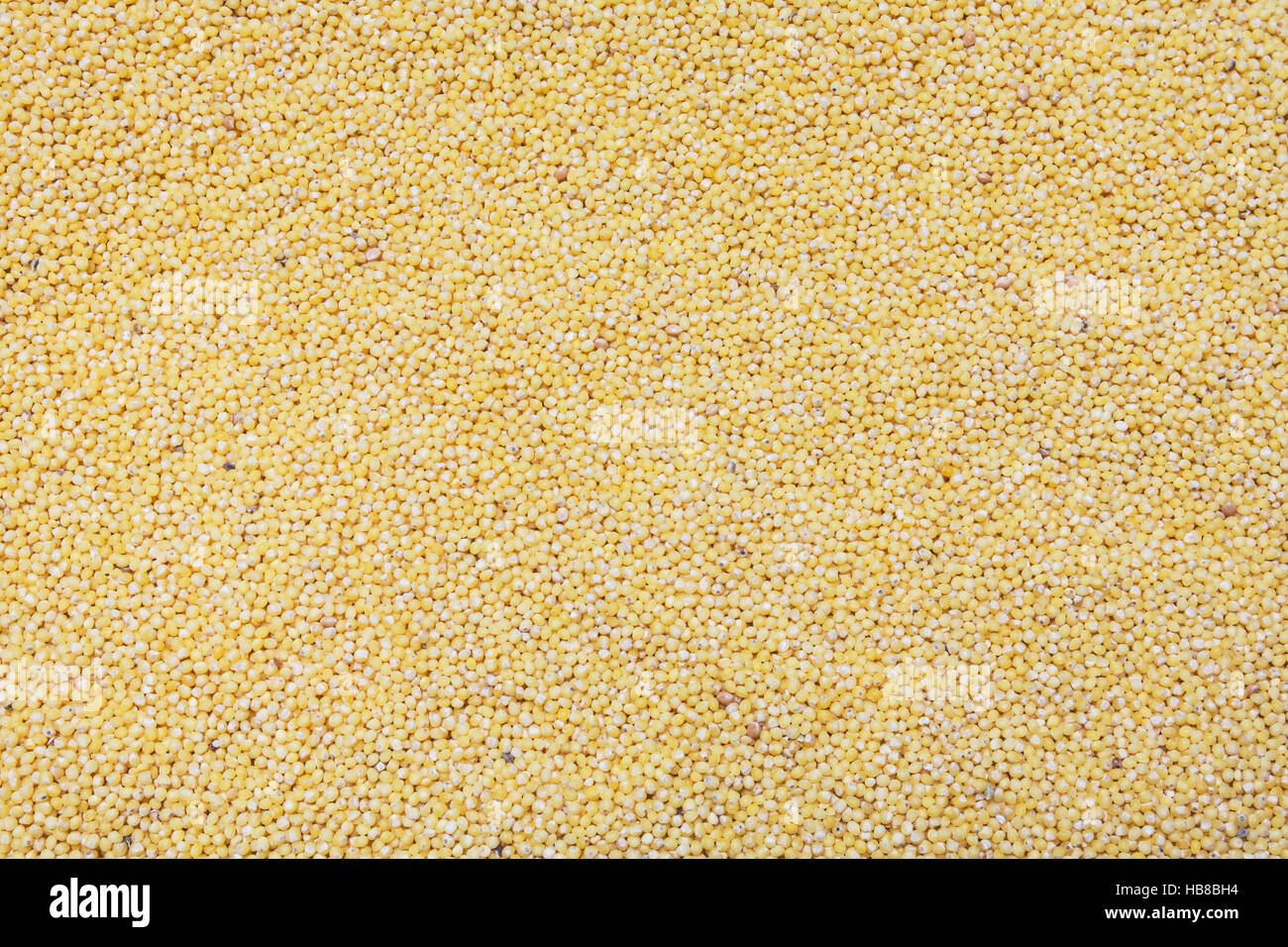 Miglio di colore giallo di sfondo di cereali, di consistenza Foto Stock