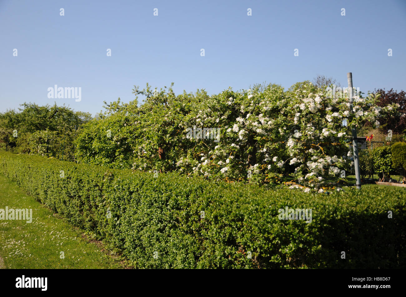 Malus domestica, Apple, hedge Foto Stock