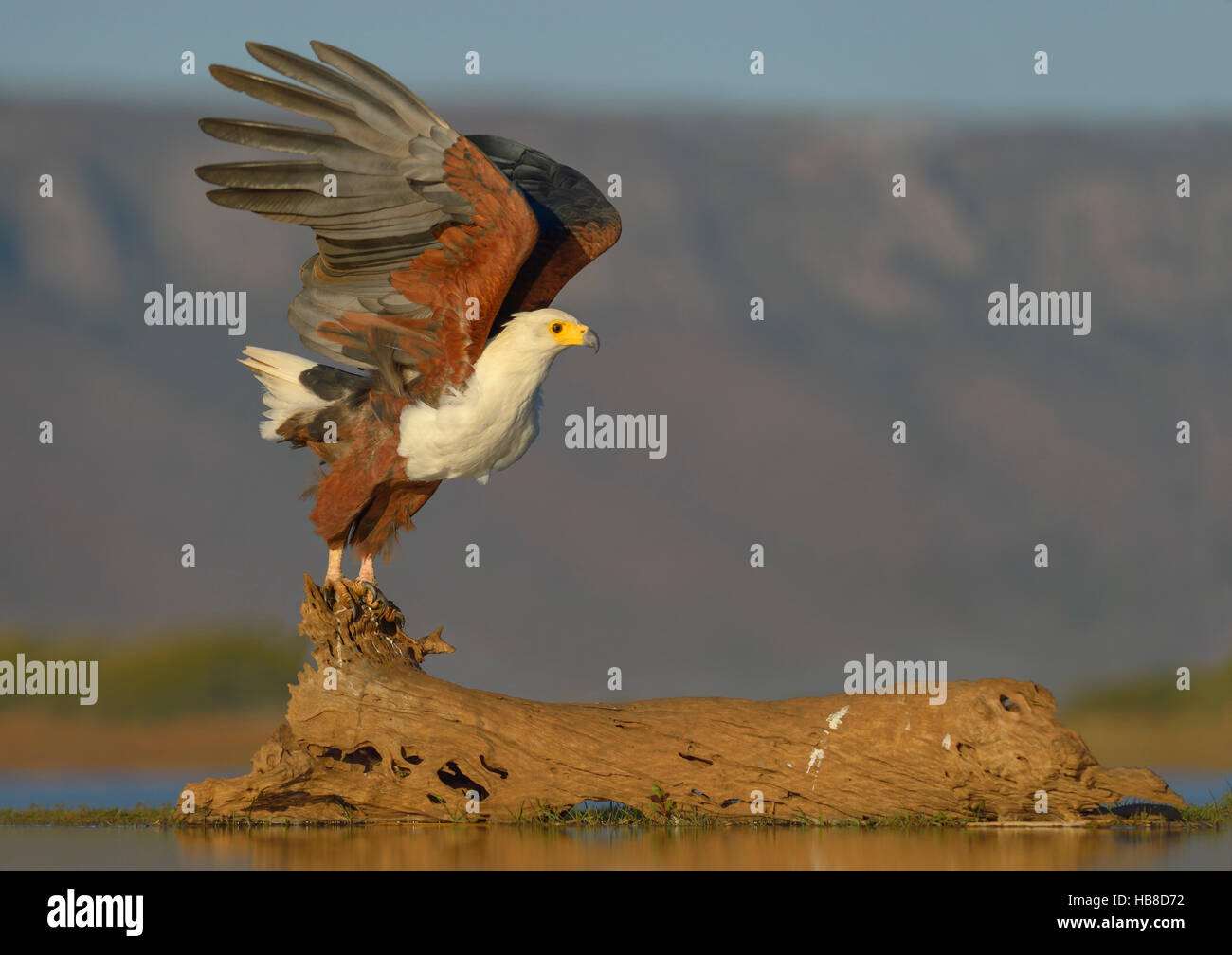 African fish eagle (Haliaeetus vocifer), prendendo il largo di log in acqua, Zimanga Riserva Privata, KwaZulu-Natal, Sud Africa Foto Stock