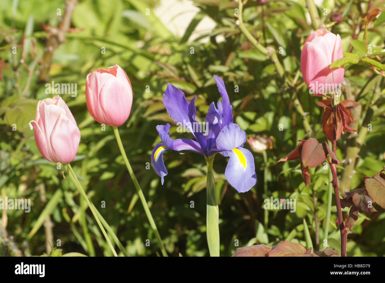 Iris x hollandica, olandese iris Foto Stock