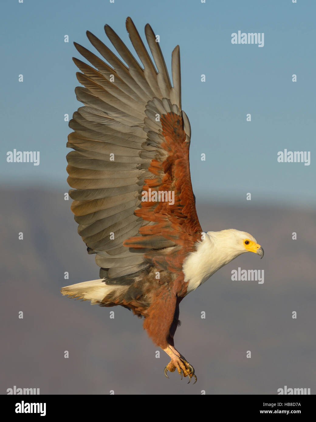 African fish eagle (Haliaeetus vocifer) in volo, Zimanga Riserva Privata, KwaZulu-Natal, Sud Africa Foto Stock