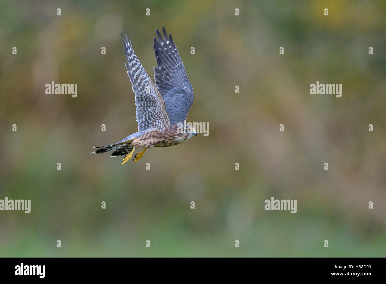 Merlin (Falco columbarius), flying maschio, Frankfurt Rhein-Main, Baden-Württemberg, Germania Foto Stock