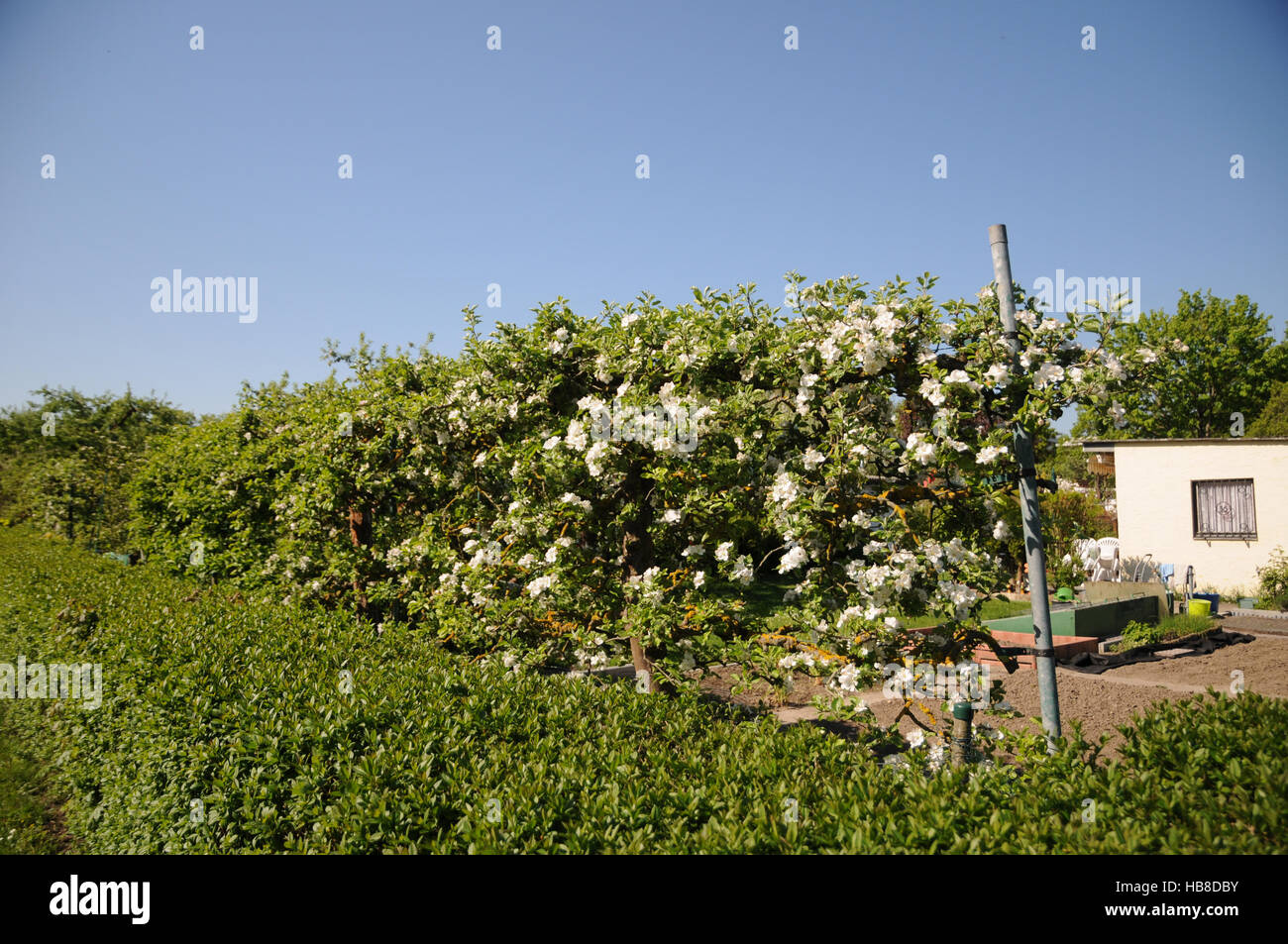 Malus domestica, Apple, hedge Foto Stock