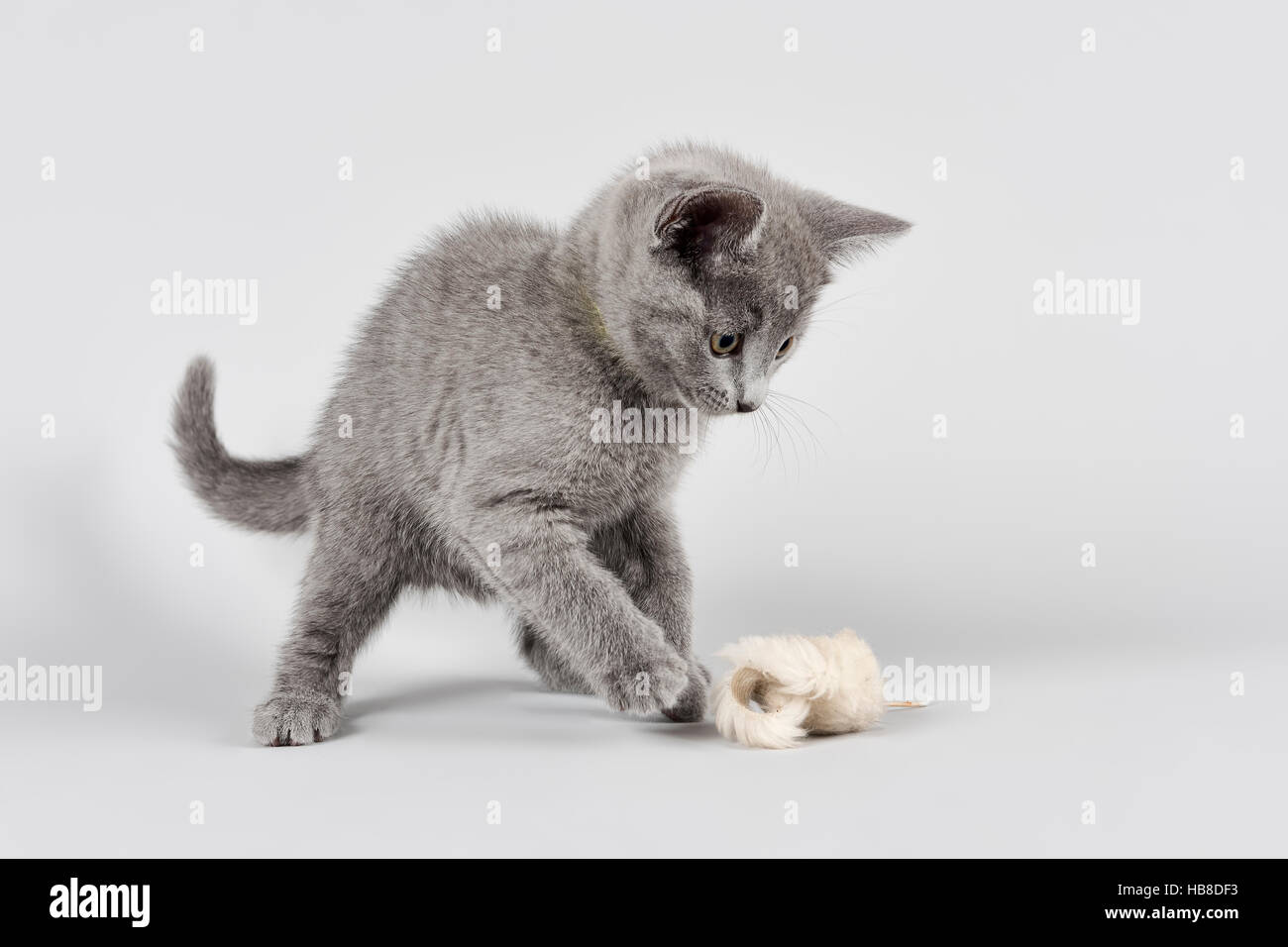 Blu di Russia gatto, otto settimane vecchio cucciolo, con Toy Foto Stock