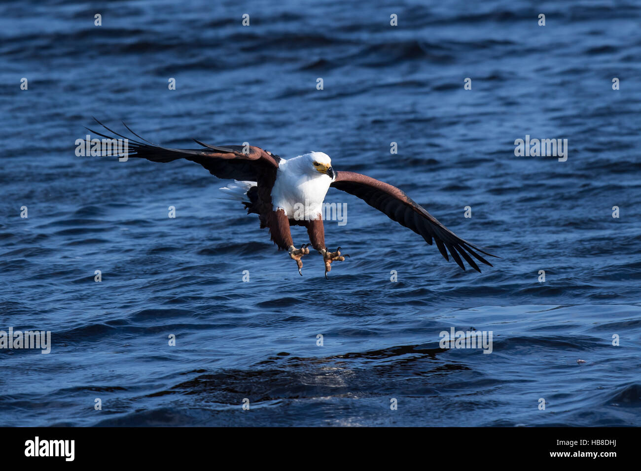 Pesce eagle (Haliaeetus vozier) prossima preda in acqua, fiume Chobe, Chobe National Park, Botswana Foto Stock