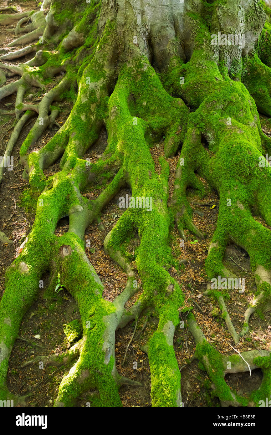 Moss-coperto radici, europeo o comuni o faggio (Fagus sylvatica) tree, Fischbachau, Alta Baviera, Baviera, Germania Foto Stock