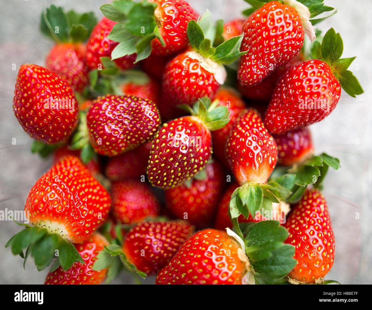 Appena raccolte a mano di fragole con profondità di campo ridotta Foto Stock