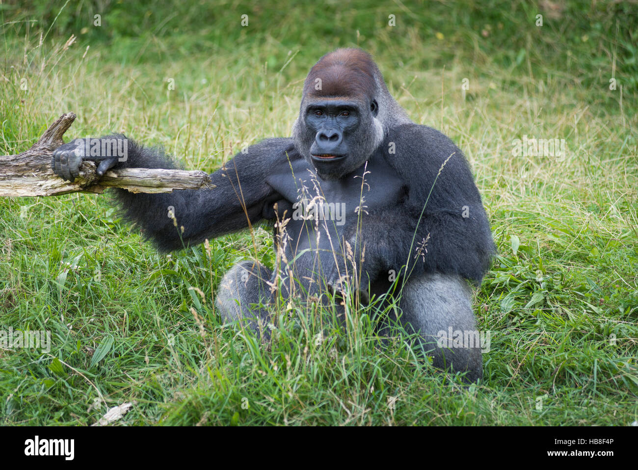 Maschio (gorilla Gorilla) seduto in erba, Zoo Givskud, dare, nello Jutland, Danimarca Meridionale, Danimarca Foto Stock