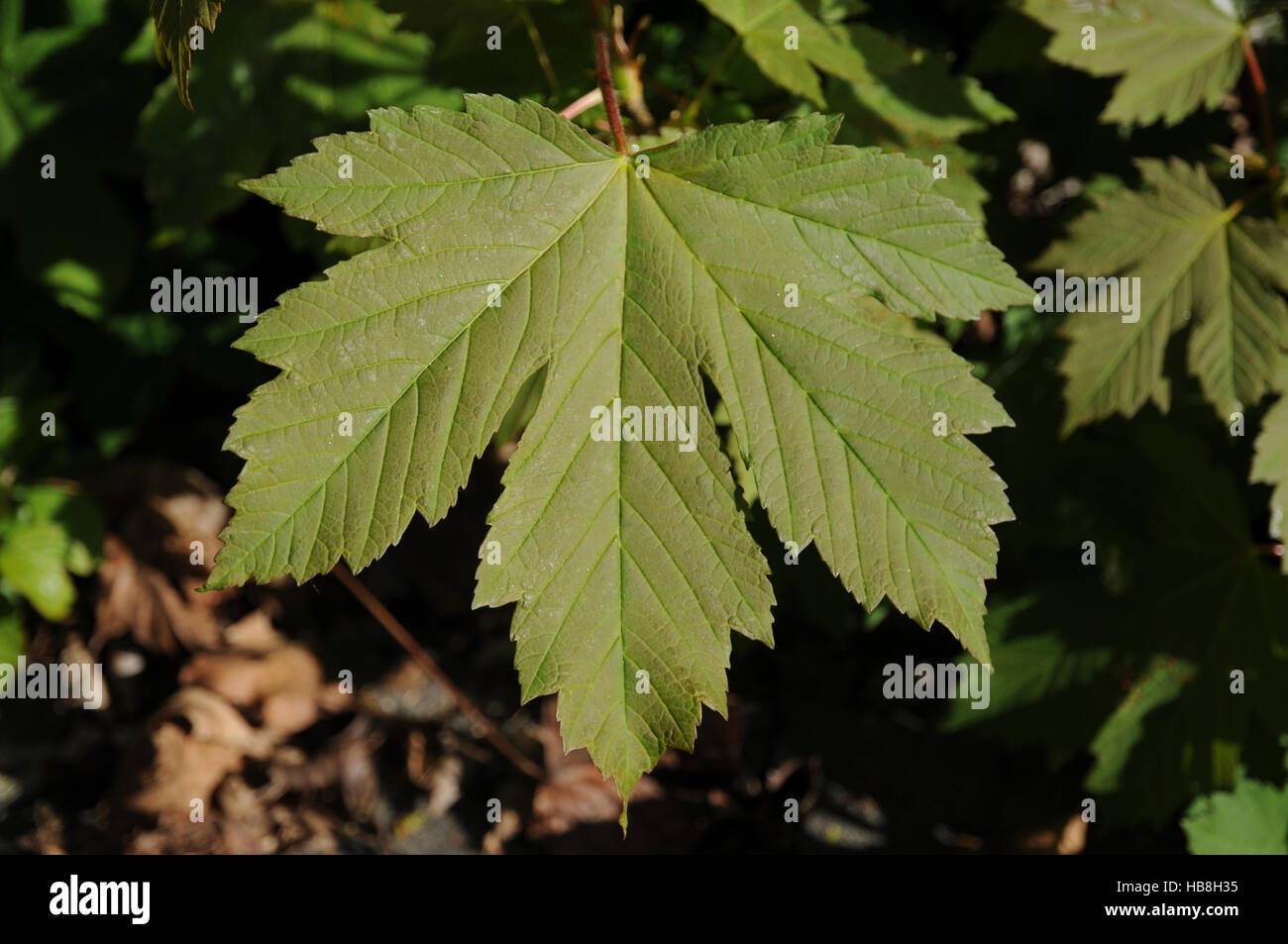 Acer pseudoplatanus, acero di monte Foto Stock