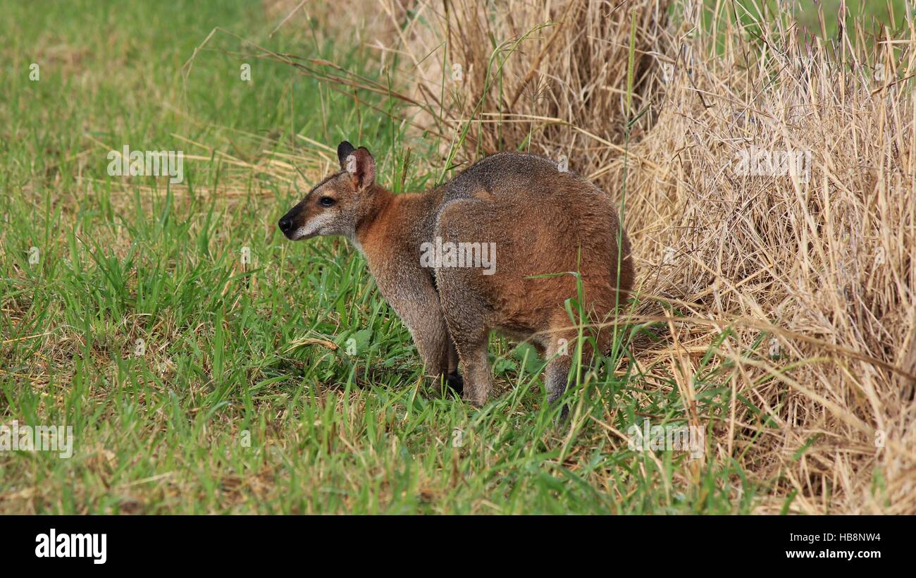 Piccolo canguro di pascolare su un prato Foto Stock