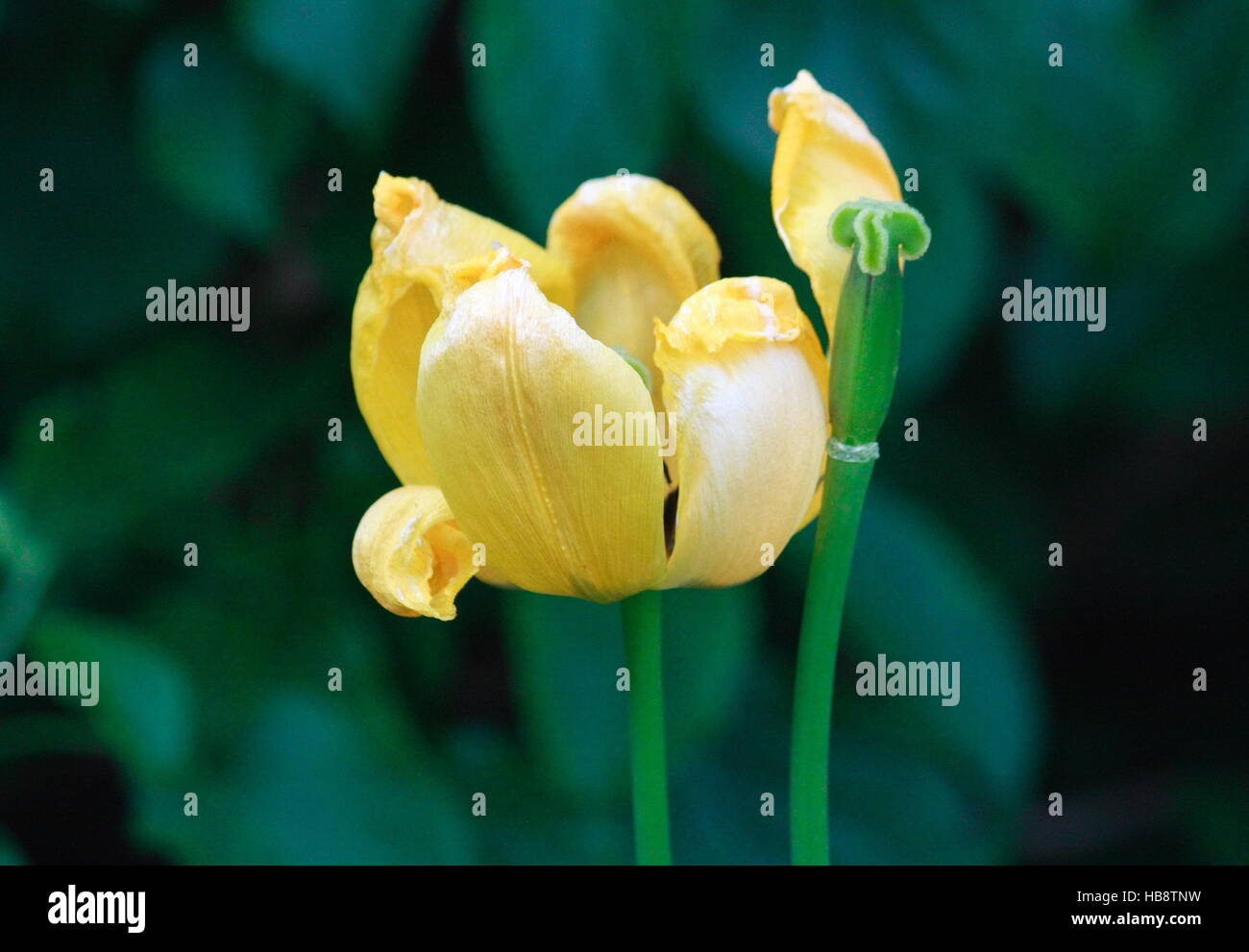 Due tulipani gialli, fioritura, senza petalo Foto Stock
