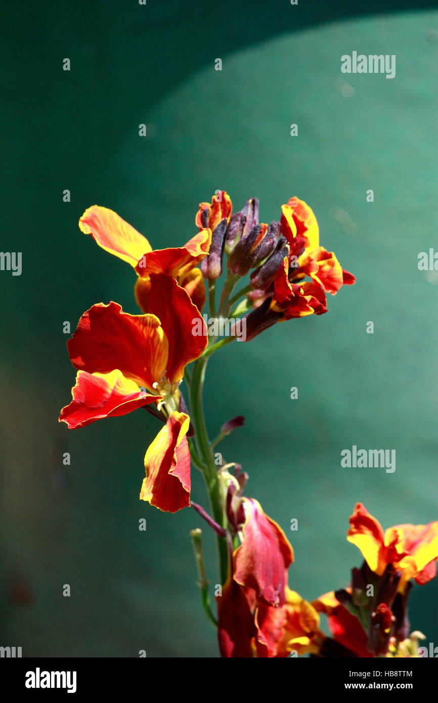 Violaciocca: rosso fiore giallo contro verde Foto Stock