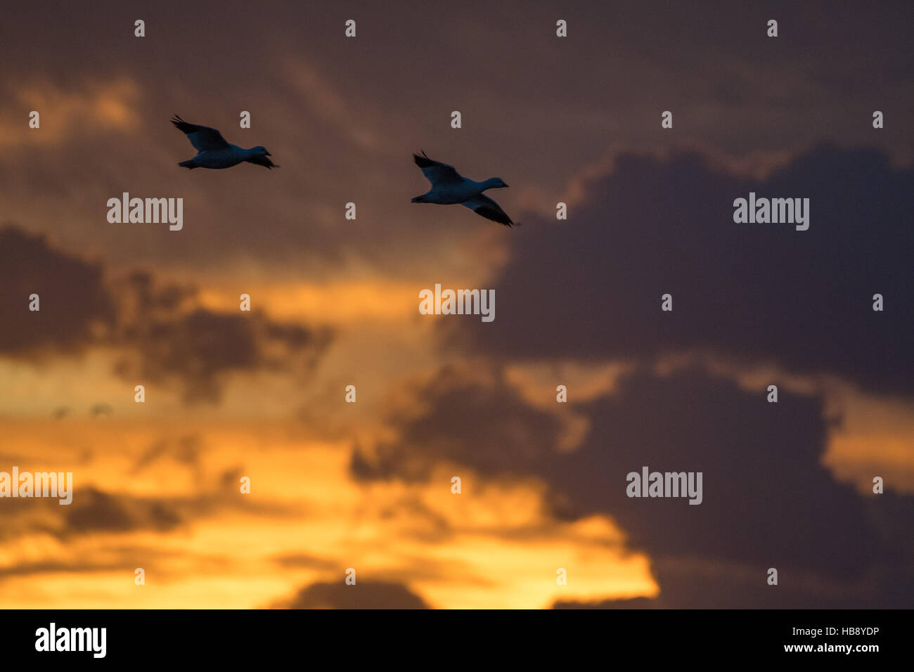 Le oche delle nevi, (Chen caerulescens), battono contro il cielo al tramonto. Bosque del Apache National Wildlife Refuge, nuovo Messico, Stati Uniti d'America. Foto Stock