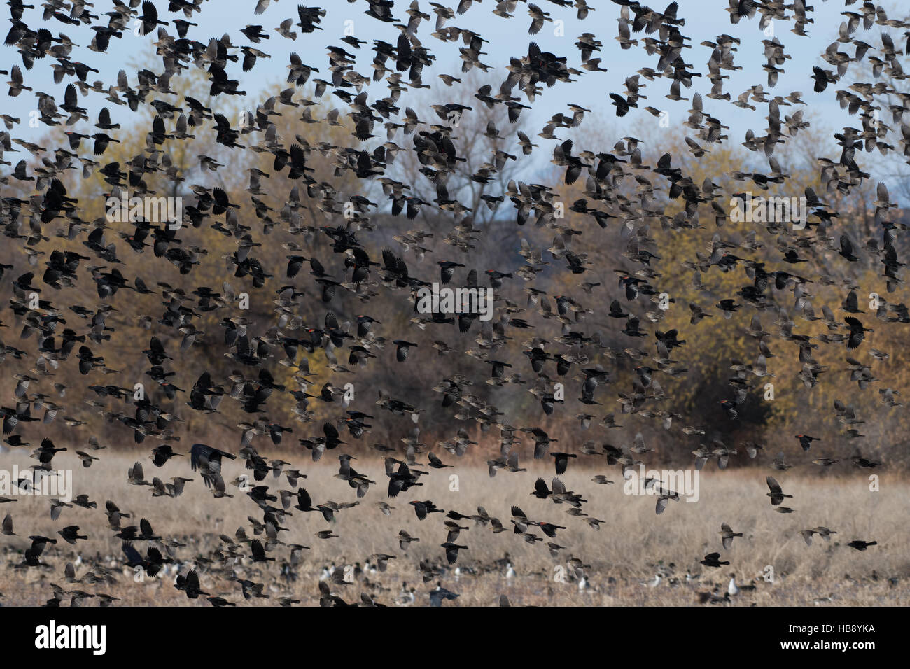 Gregge di rosso-winged Merli, (Agelaius phoenicus), a Bosque del Apache National Wildlife Refuge, nuovo Messico, Stati Uniti d'America. Foto Stock