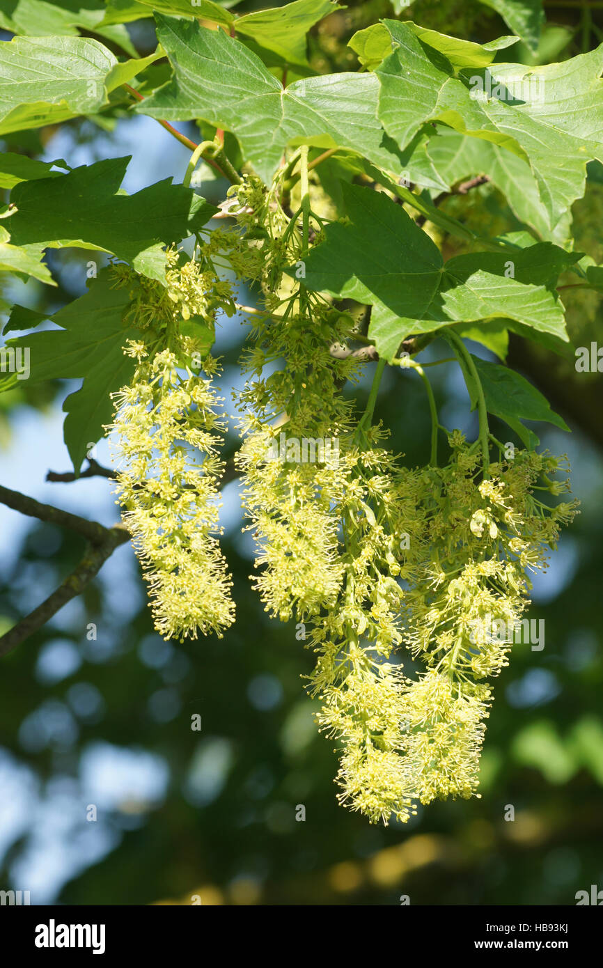 Acer pseudoplatanus, acero di monte, fioritura Foto Stock