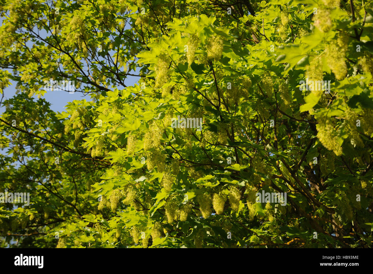 Acer pseudoplatanus, acero di monte, fioritura Foto Stock
