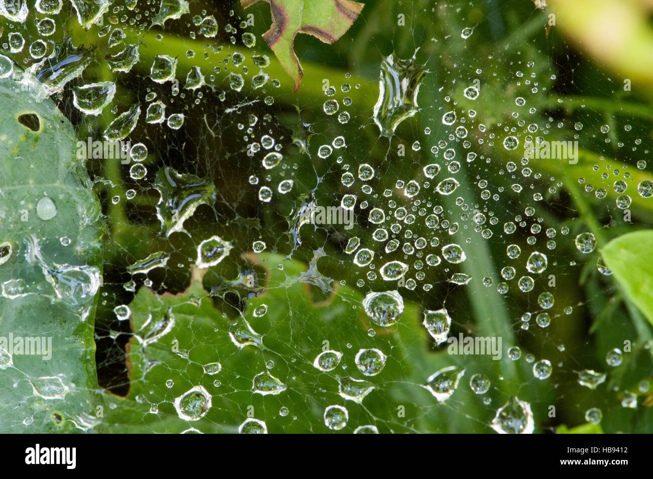 Close up di gocce di pioggia di varie dimensioni sospese su una ragnatela che è attaccato a foglie verdi. Profondità di campo. Foto Stock