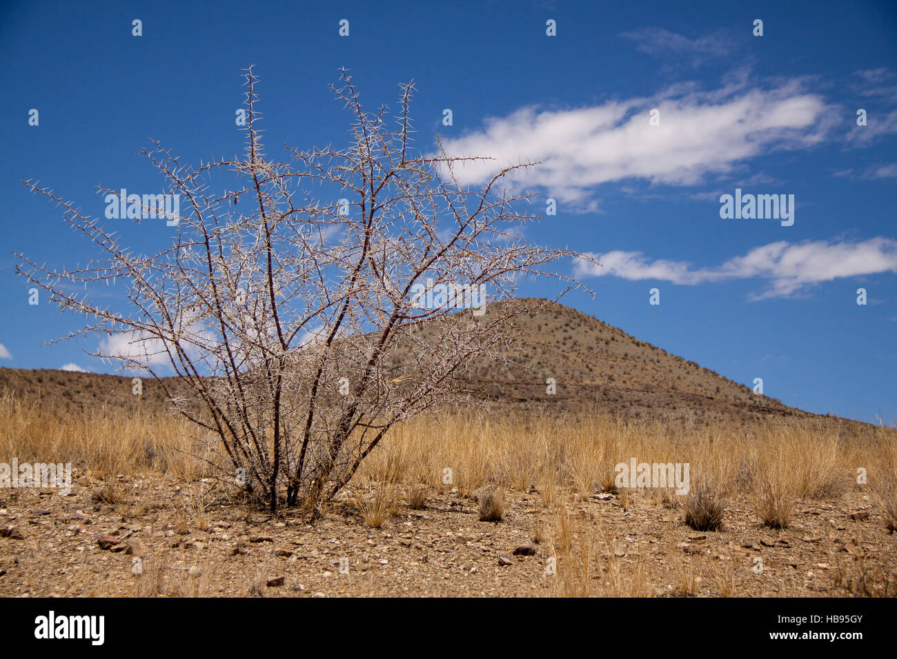 Boccola con spine in un deserto, Namibia Foto Stock
