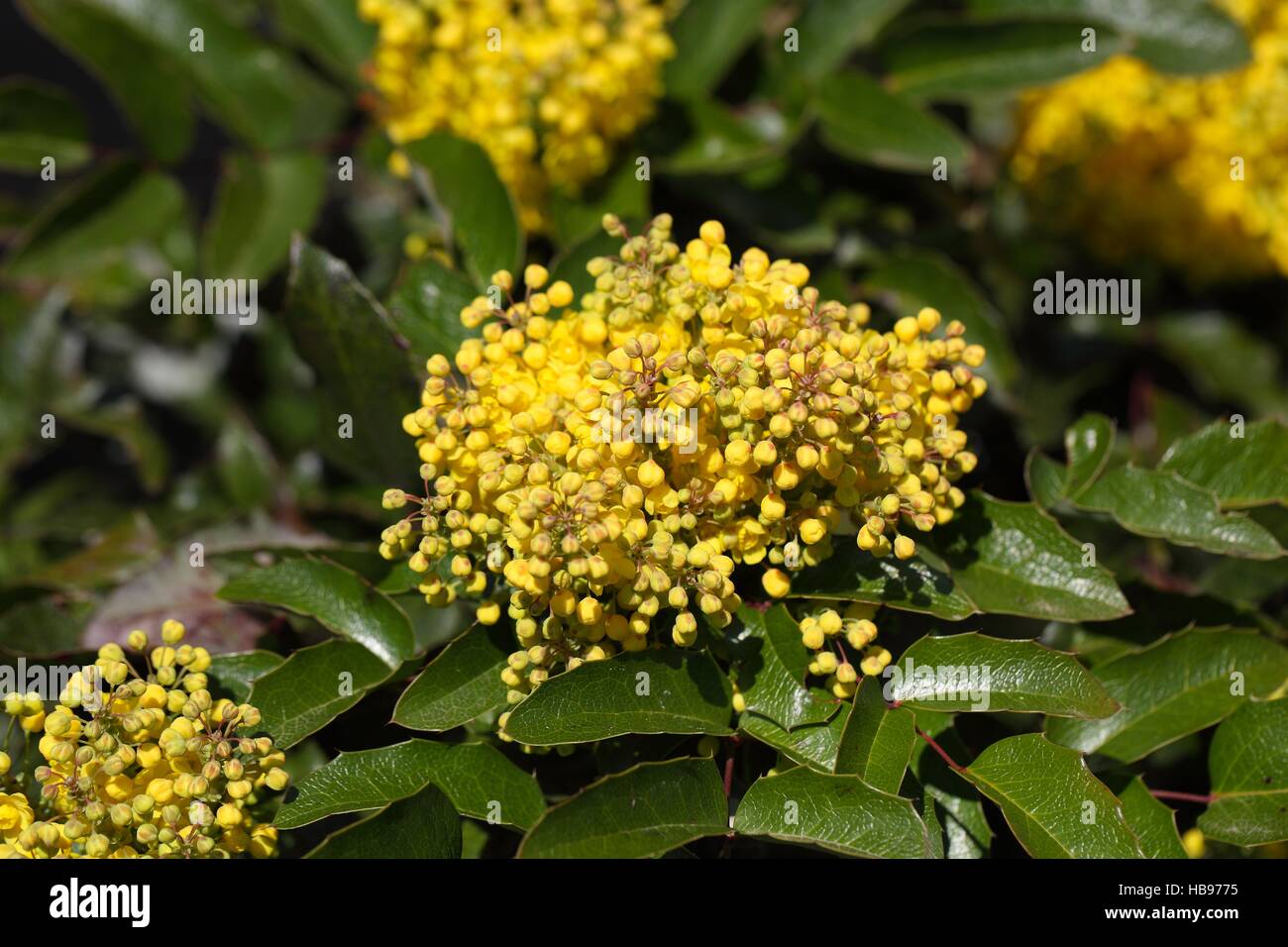 Fiori di un uva di Oregon Bush Foto Stock