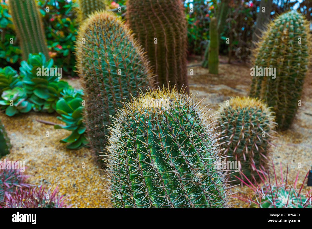 Cactus a giardini dalla Baia di Singapore Foto Stock