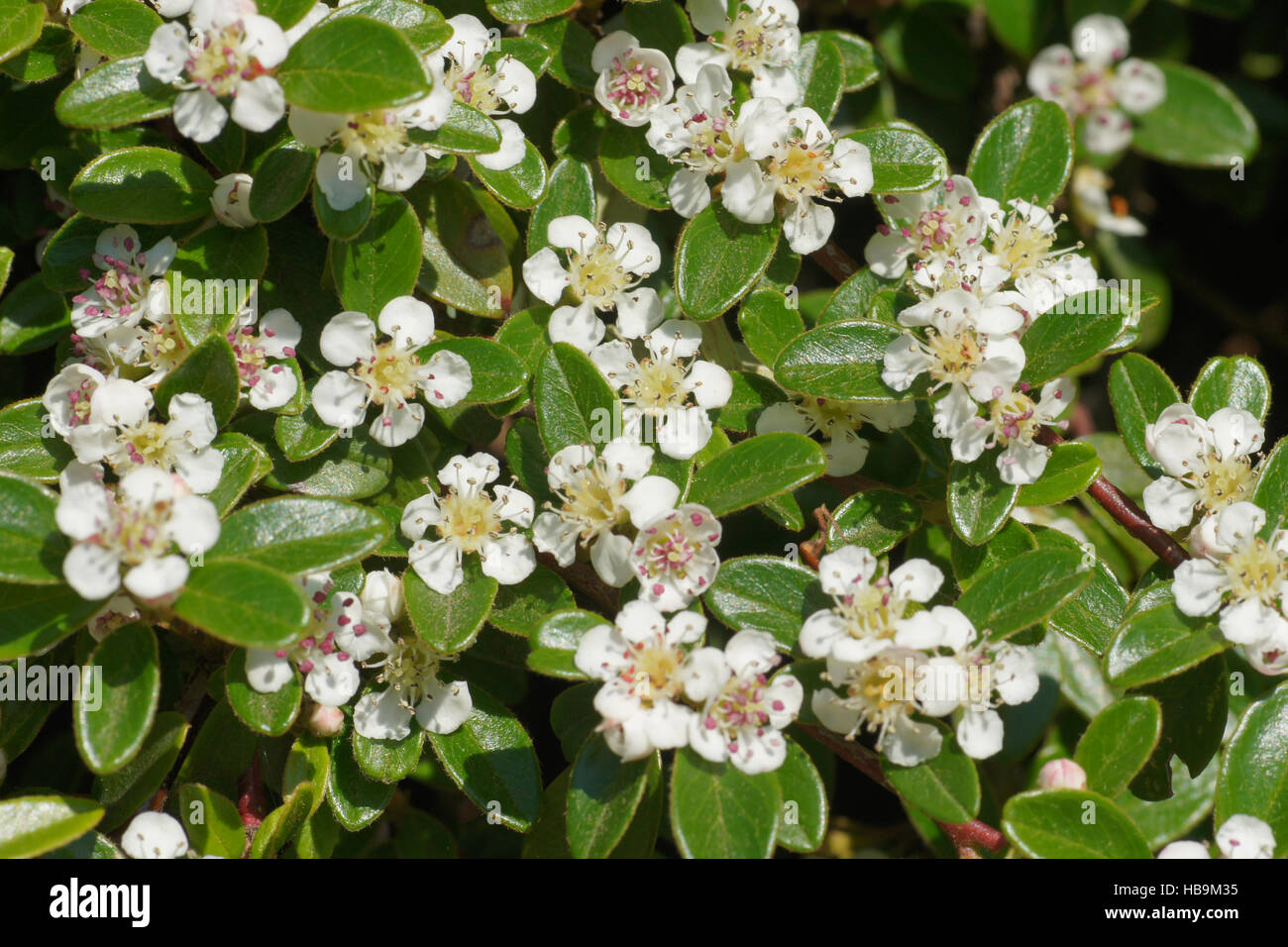 Cotoneaster dammeri, striscianti cotoneaster Foto Stock