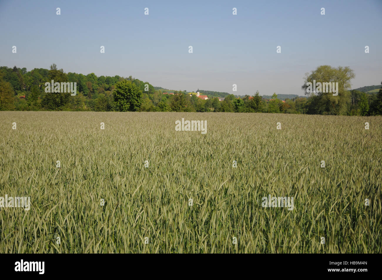 Secale cereale, segala, campo di fioritura Foto Stock