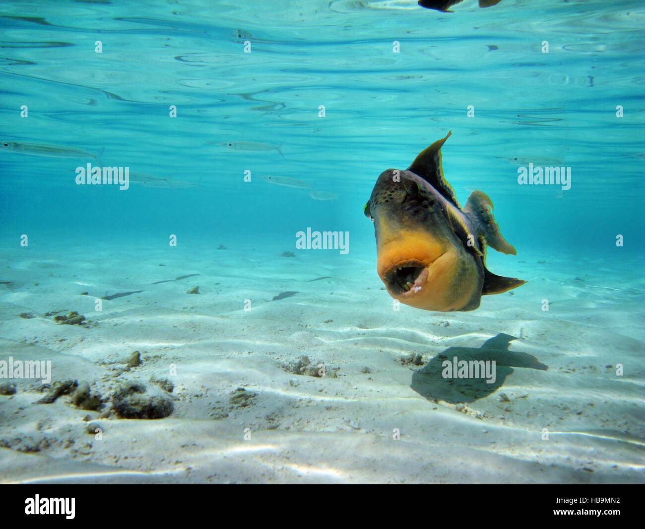 Pesci balestra gigante Foto Stock