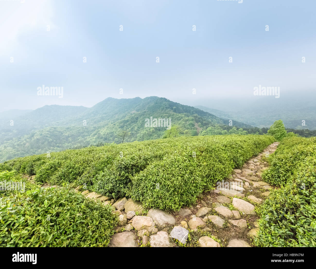 piantagione di tè Foto Stock