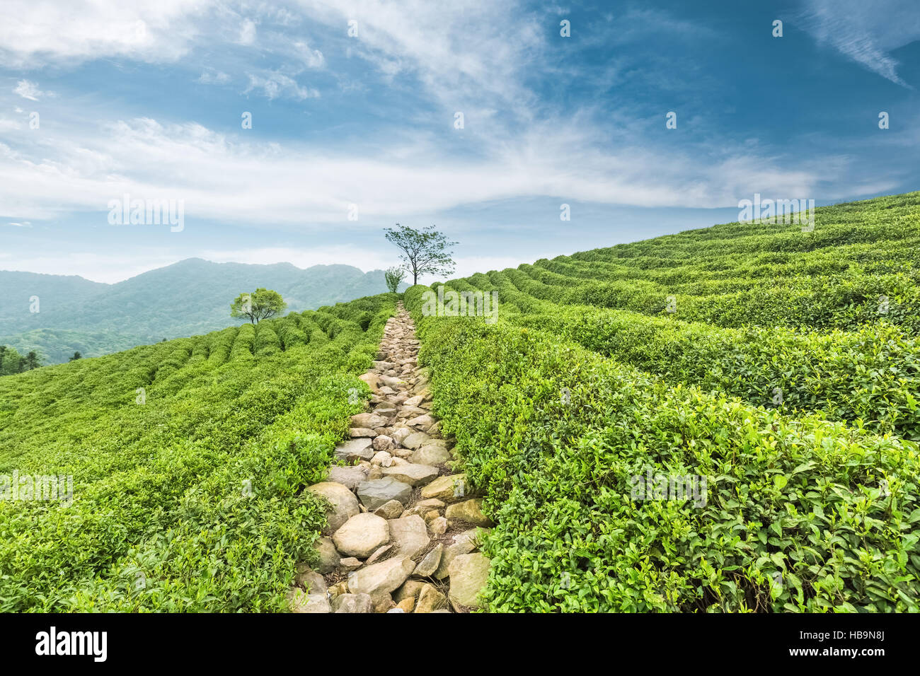 Belle piantagioni di tè Foto Stock