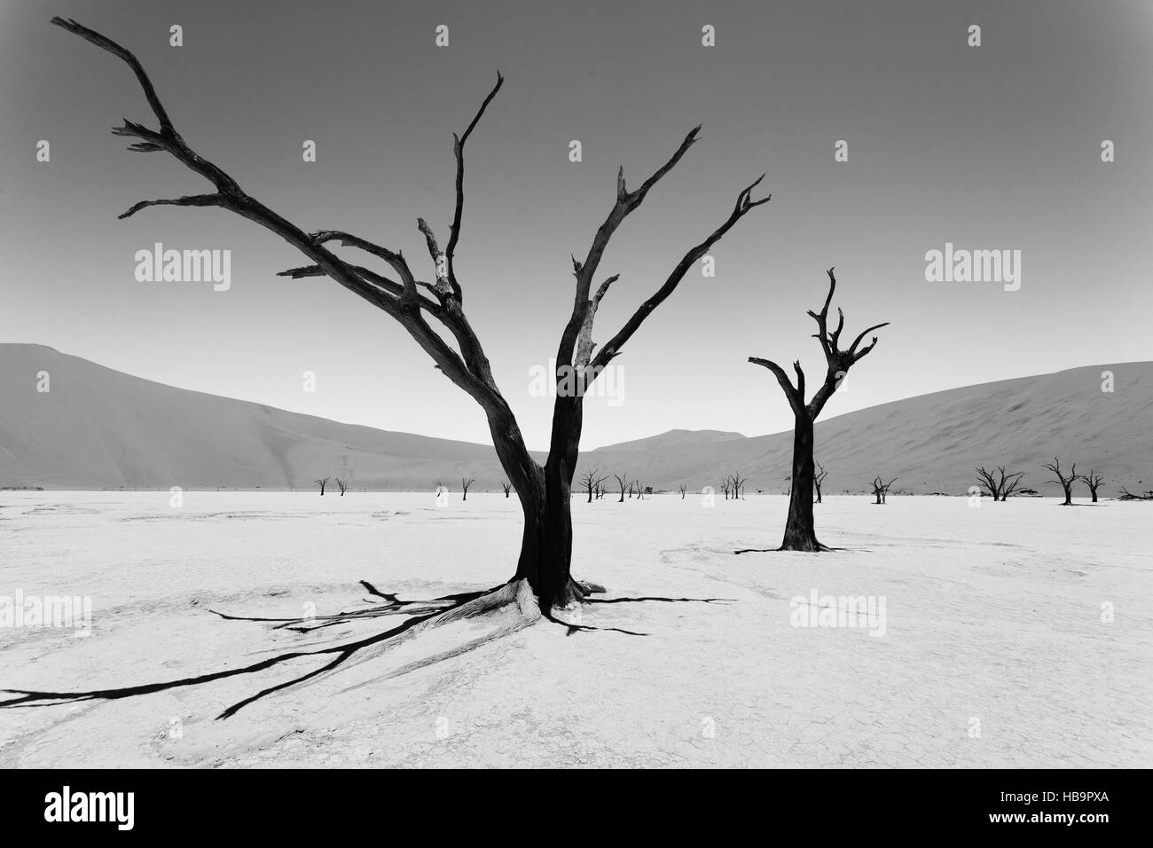 Una vista dal Dead Vlei, Sossusvlei Namibia. Immagine alterata digitalmente intenzionalmente. In bianco e nero. Foto Stock