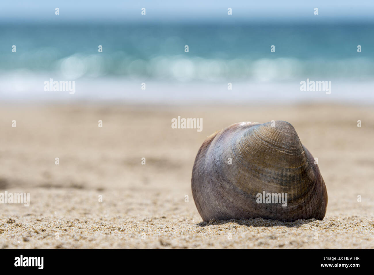 Un guscio sotto il sole sulla spiaggia sabbiosa Foto Stock