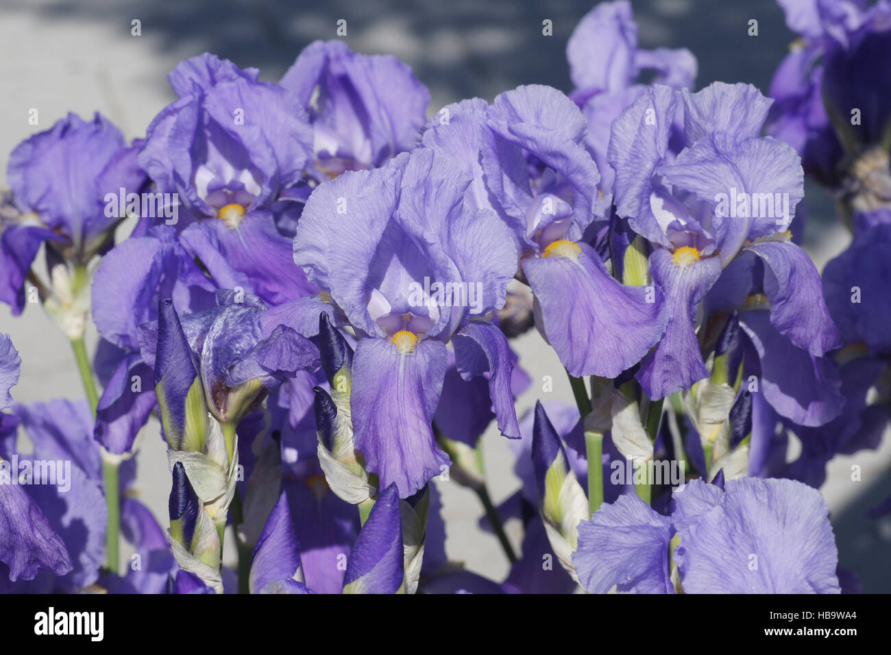 Iris germanica, barbuto iris Foto Stock