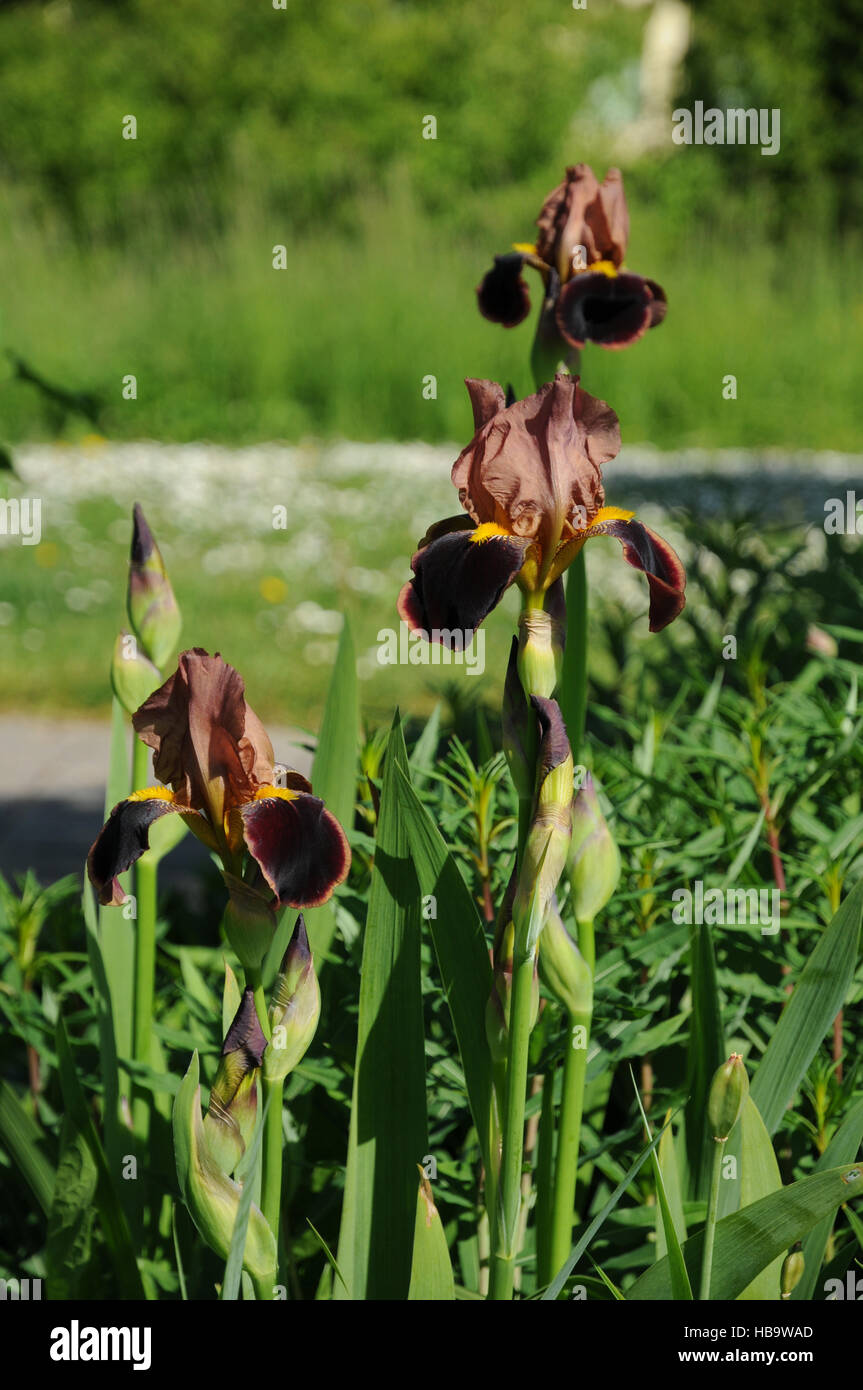 Iris germanica, barbuto iris Foto Stock