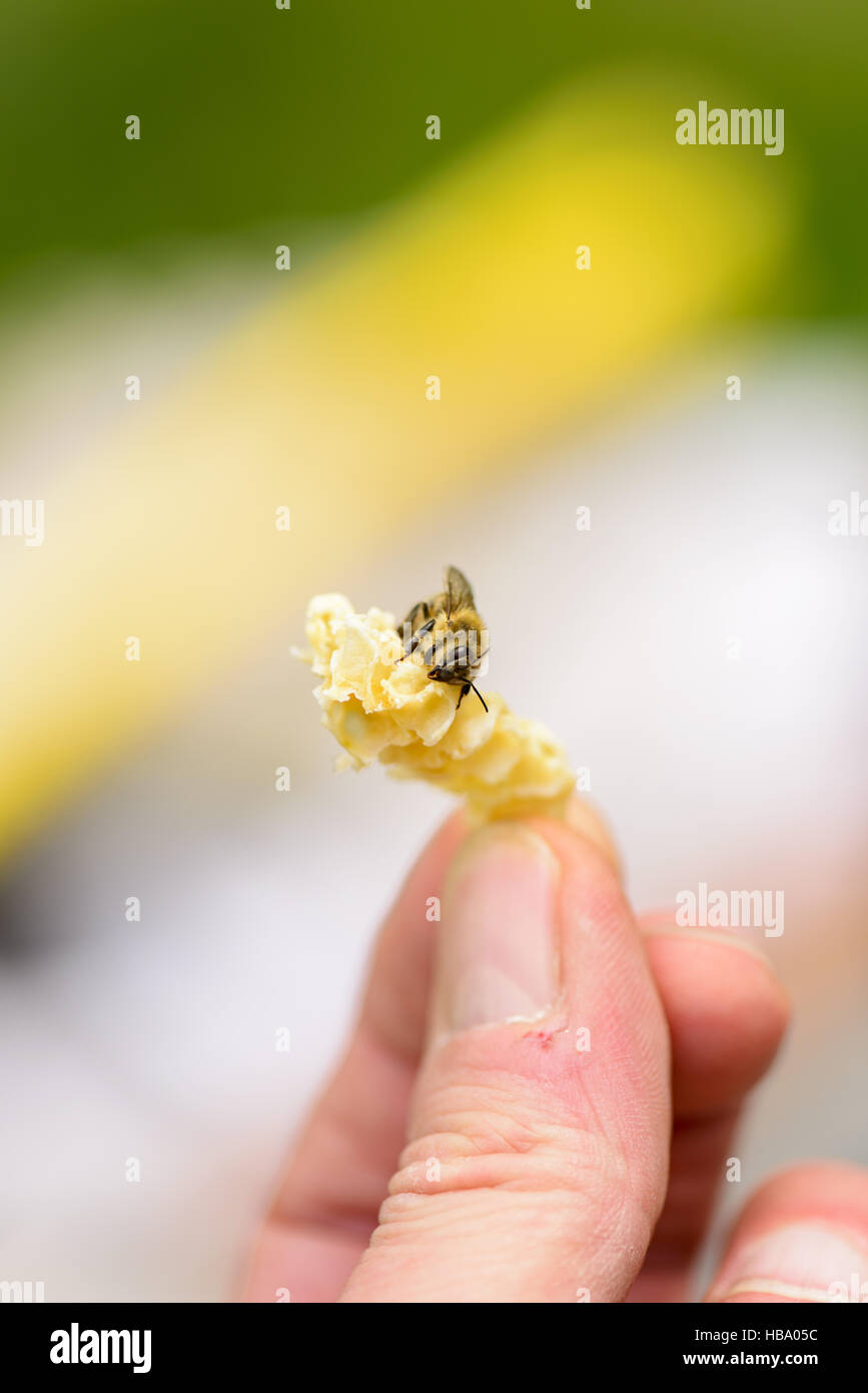 Favo di miele dalla costruzione illegale con bee Foto Stock